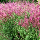 Mexican Hyssop-Agastache mexicana