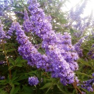 Mielareaua-Vitex agnus castus