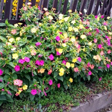 Mirabilis Jalapa mix