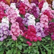 Mixandra-Matthiola incana