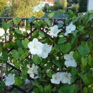 Moonflower-Ipomoea alba