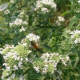 Mountain Mint-Pycnanthemum mix