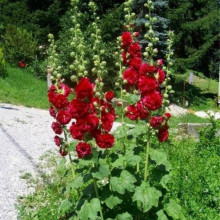 Nalba de gradina Double Red