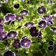 Nemophila menziesii Pennie Black