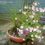 ﻿Nicotiana-Regina noptii alba