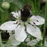 Nigella papillosa African Bride