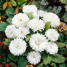 Ochiul boului-Callistephus chinensis Milady White