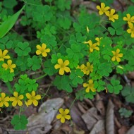 Oxalis stricta