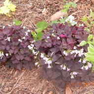 Oxalis Triangularis