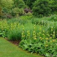 Phlomis russeliana-Ierusalim Salvie