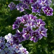 Phlox Drummondii Sugar Stars