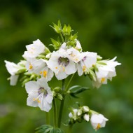 Polemonium Caeruleum-Jacob's Ladder White