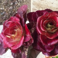 Radicchio Grumolo rosso