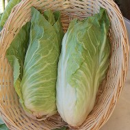 Radicchio Pan di Zucchero