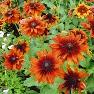 Rudbeckia Hirta Cherokee Sunset