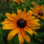 Rudbeckia Hirta Marmalade