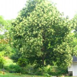 Salcam japonez-Sophora japonica