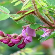 Salcam roz-Robinia Hispida