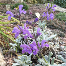 Salvia Cyanescens
