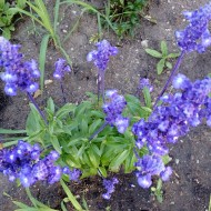 Salvia Farinacea Victoria Blue