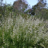 Salvia Mellifera-Black Sage