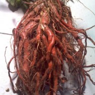 ﻿Salvia Miltiorrhiza-Red Sage