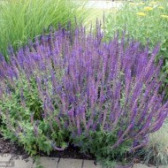 Salvia Nemorosa