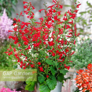 Salvia Roemeriana Arriba