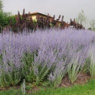 Salvia Rusa Perovskia Atriplicifolia