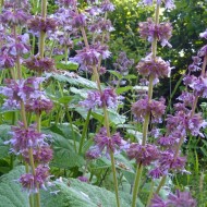 Salvia Verticillata Purple Rain