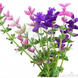 Salvia viridis mix