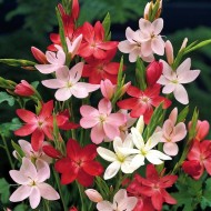 Schizostylis Coccinea mix-Kaffir Lily