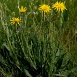 Scorzonera