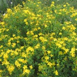 Sunatoare-Hypericum perforatum