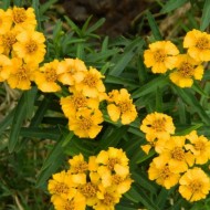 Tarhon Mexican-Tagetes Lucida