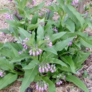 Tataneasa-Symphytum officinale