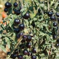 Tomate cherry Indigo Rose