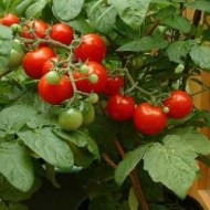 Tomate cherry Tiny Tim