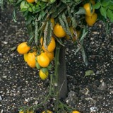 Tomate Lemon Tree