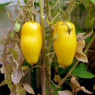 Tomate Roman Candle