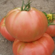 Tomate Rozov Blyan