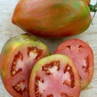 Tomate Speckled Roman