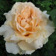 Trandafir Casanova