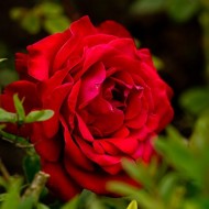 Trandafir Dame de Coeur