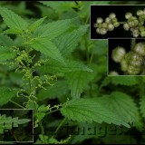 Urzica-Urtica dioica