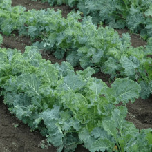 Varza kale Laciniato Torzella