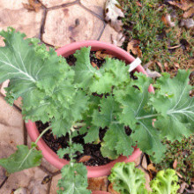 Varza Siberian Kale