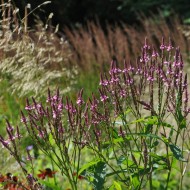 Verbena Hastata Blue Vervain