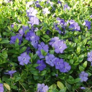Vinca Minor-Saschiul