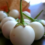 Vinete albe Delle Uova